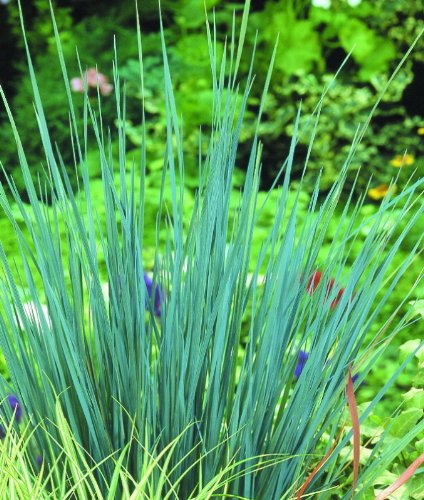Staude Blauschwingel, 3 Stauden Preisvergleich