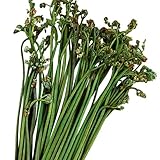 国華園　有用植物苗 ワラビ 10株