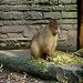 Wasserschwein Getr�nke Untersetzer (300)