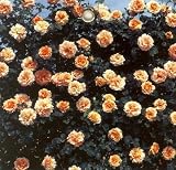 バラ苗 ポルカ 角鉢新苗 つるバラ つるばら 薔薇
