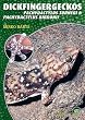 Dickfingergeckos: Pachydactylus bibroni, P. turneri