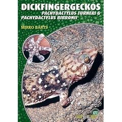 Dickfingergeckos: Pachydactylus bibroni, P. turneri