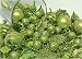 125-Piece Club Pack of Shatterproof Kiwi Christmas Ornaments