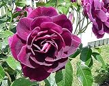 Burgundy Iceberg Rose - Deep Purple, Mildly Fragrant