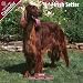 2009 Irish Setter Wall Calendar