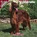 2009 Irish Setter Wall Calendar