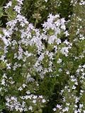 Eigenschaften Dachstauden  / Thymus vulgaris - Gewürz-Thymian, 6 Pflanzen