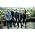 Miniaturansicht von Yellowcard