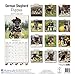 German Shepherd Puppies Calendar 2017 - Puppies Calendar - Dog Breed Calendars - 2016 - 2017 wall calendars - 16 Month by Avonside