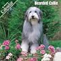 Bearded Collie 2007 Wall Calendar