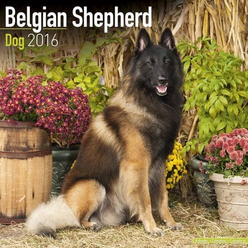 Belgian Shepherd Dog Calendar - Breed Specific Belgian Shepherd Dogs Calendar - 2016 Wall calendars - Dog Calendars - Monthly Wall Calendar by Avonside