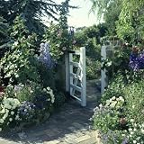 Cottage Garden Planting Around a White Gate with a Brick Path, Delphinium, Viola and Rosa Photographic Poster Print by Ron Evans, 16x16 61BU58jLm0L. SL160 Cottage Garden Planting Around a White Gate with a Brick Path, Delphinium, Viola and Rosa Photographic Poster Print by Ron Evans, 16x16