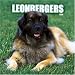 Leonbergers 2006 Wall Calendar