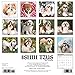 Just Shih Tzus 2017 Wall Calendar