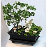 Fairy Garden Bonsai Live Ming Tree plus White F