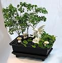 Fairy Garden Bonsai - Live Ming Tree plus White Fairy