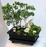 On Sale Fairy Garden Bonsai - Live Ming Tree plus White Fairy by Hirts: Bonsai