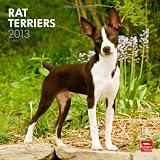 Rat Terriers 2013 - Original BrownTrout-Kalender