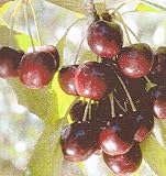 Black Tartarian Cherry Tree Five Gallon