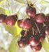 Black Tartarian Cherry Tree Five Gallon
