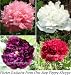 500 Poppy Flower Seeds. Heavenly Angels Peony Poppies. Mixed.