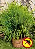 Mosquito Grass By Collections Etc