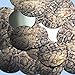 Sequin Gold Brown Snakeskin Reptile Print Pattern Round 1.5 inches Couture Loose Paillette Sequins