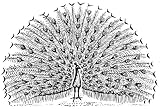 2.25 inch (58mm) Round Pin Badge Line Drawing Peacock