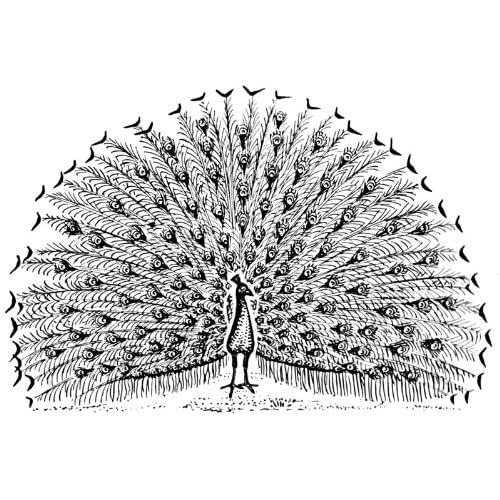 Line Drawing Peacock