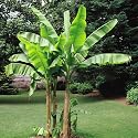 Banana Tree Musa Basjoo - 2 trees