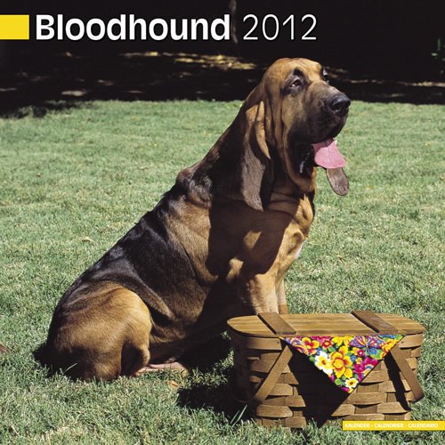 Buy Bloodhound 2012 Wall Calendar #10017-12 1849812748