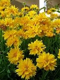 Amazon / Hirts: Seed; Perennial: Sunray Coreopsis Perennial - 30 Seeds, 175 mg