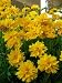 Sunray Coreopsis Perennial - 30 Seeds, 175 mg