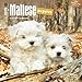 Maltese Puppies 2016 Mini 7x7 (Multilingual Edition)