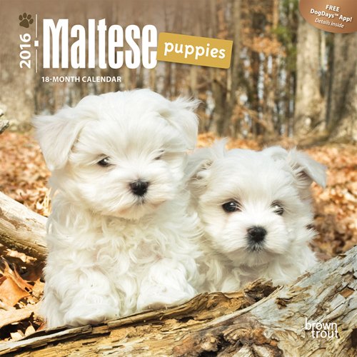 Maltese Puppies 2016 Mini 7x7 (Multilingual Edition)