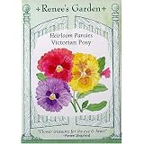 Pansy Heirloom Victorian Posy Seeds 50 Seeds