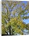 Canvas Prints of Black Walnut Tree from Ardea Wildlife Pets