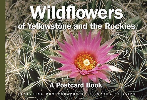 Wildflowers of Yellowstone and the Rockies: A Postcard Book (Postcard Books)