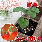 (観葉)サントリー 野菜苗 イチゴ 蜜香 3号(お買い得3ポットセット) 家庭菜園 本州・四国限定[生体]