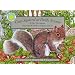 Gray Squirrel at Pacific Avenue - a Smithsonian's Backyard Book (with audiobook cassette tape) (Smithsonian's Backyard/Boxed Book and Cassette)