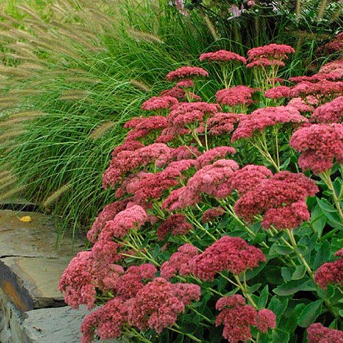 (PSED)~”AUTUMN JOY” SEDUM~Seed!!!!~~~~~~Beautiful Succulent Leaf!