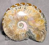  : Ammonite 'Opalized' Fossil Shell Specimen-Madagascar