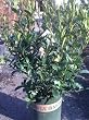 August Beauty Gardenia Five Gallon Plant