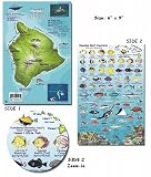 Big Island Hawaii Fish and Creature Guide