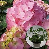 あじさい苗　【ミセスクミコ苗木】　5号鉢　あじさい　アジサイ　紫陽花　花鉢植え　花