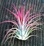 Airplants Tillandsia Red Ionatha Fuego 10 Pack