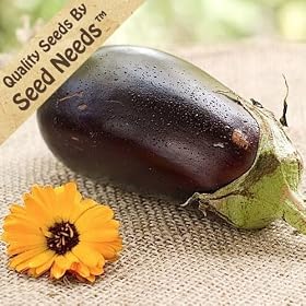 Eggplant - Black Beauty - 1,000 Seeds + *Free Seeds*