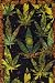 A Puff in Time (Trippy Pot Leaves) Framed Art Poster Print - 24" X 36"