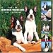 boston terrier - 365 Days of Boston Terriers 2007 Wall Calendar