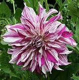 Amazon / Hirts: Dahlia: Taiheijo Dinnerplate Dahlia 2 Tubers